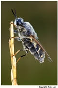 34. Soldier Fly